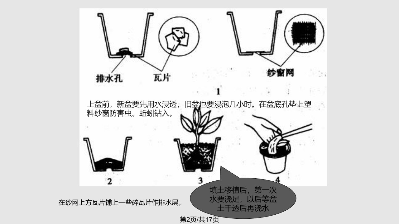 盆栽花卉的养护管理