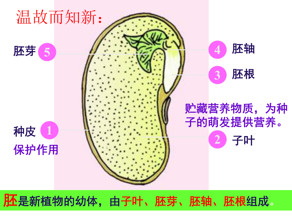 植株的生长课件