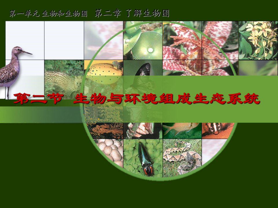 七年级生物《生物与环境组成生态系统》课件