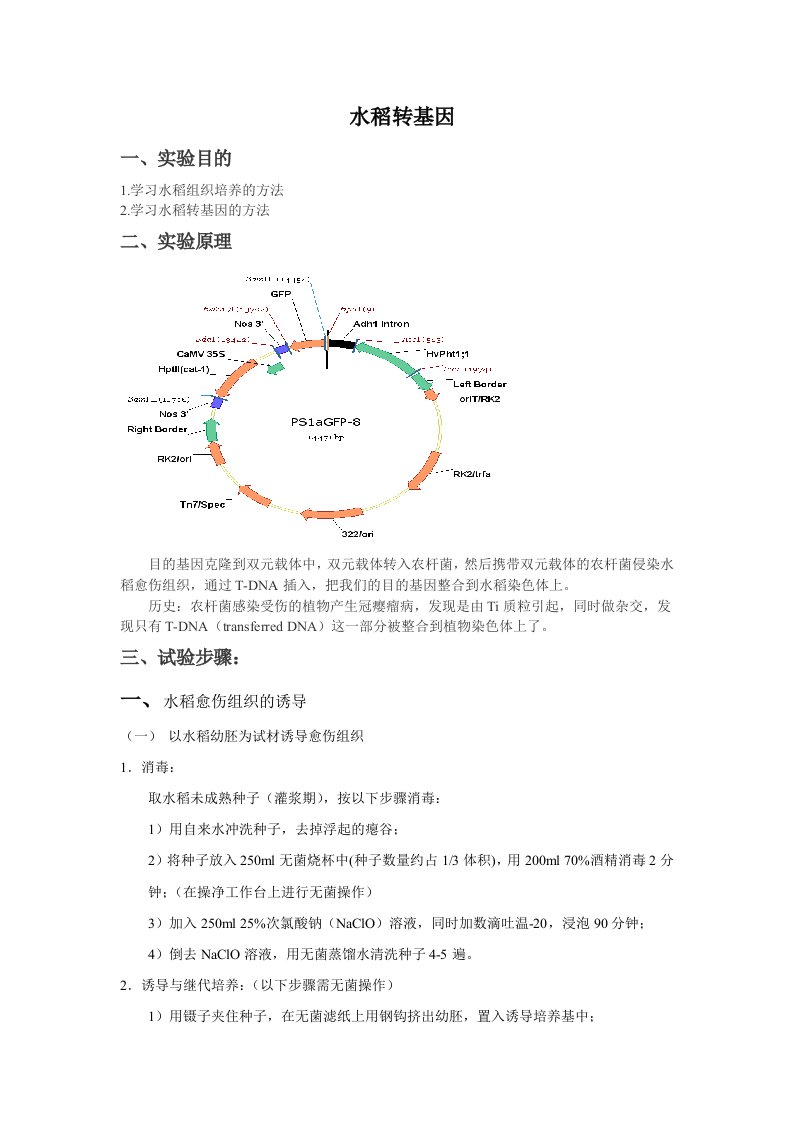 水稻转基因实验方法和步骤