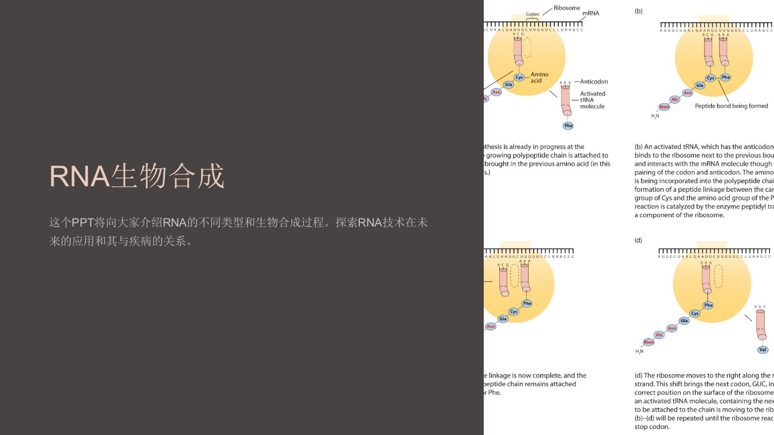 《rna生物合成》课件