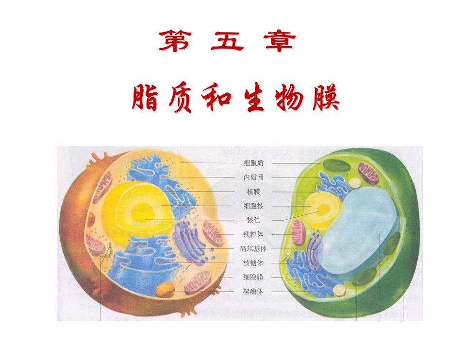 生物化学第五章