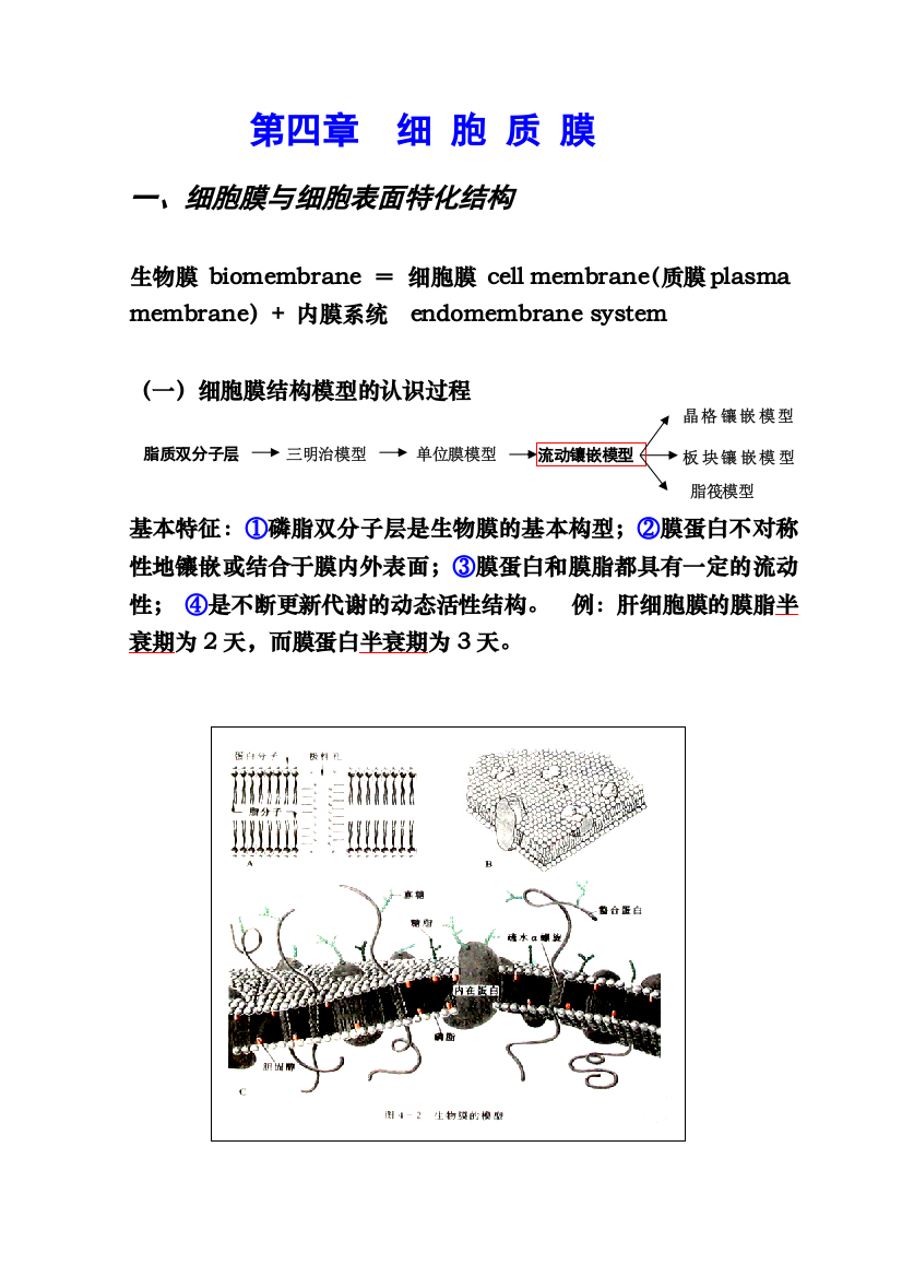 细胞生物学-第四章-细胞质膜和第十五章-细胞社会的联系