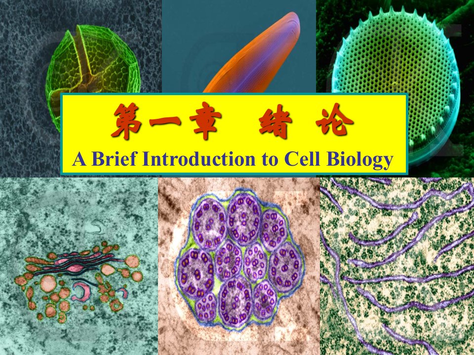 细胞生物学绪论