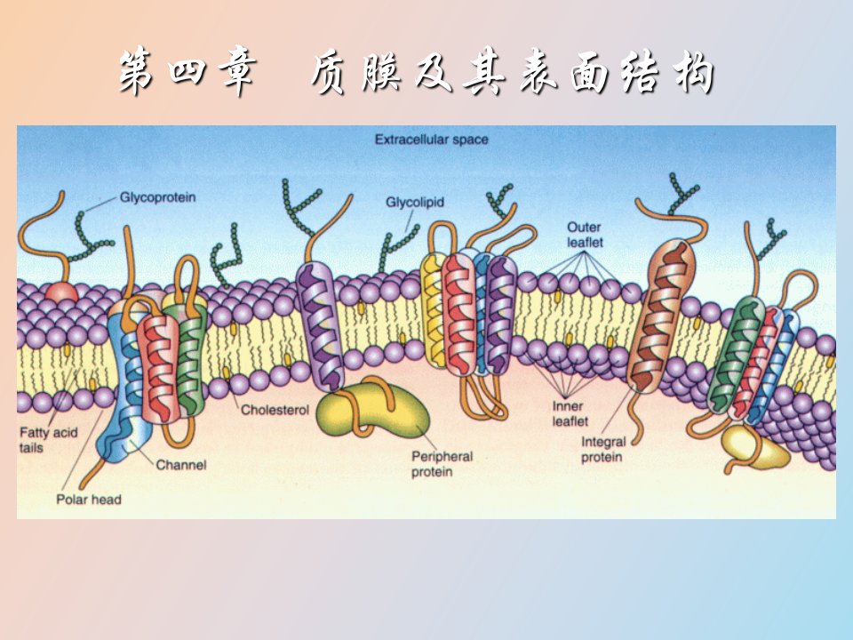 质膜及其表面结构