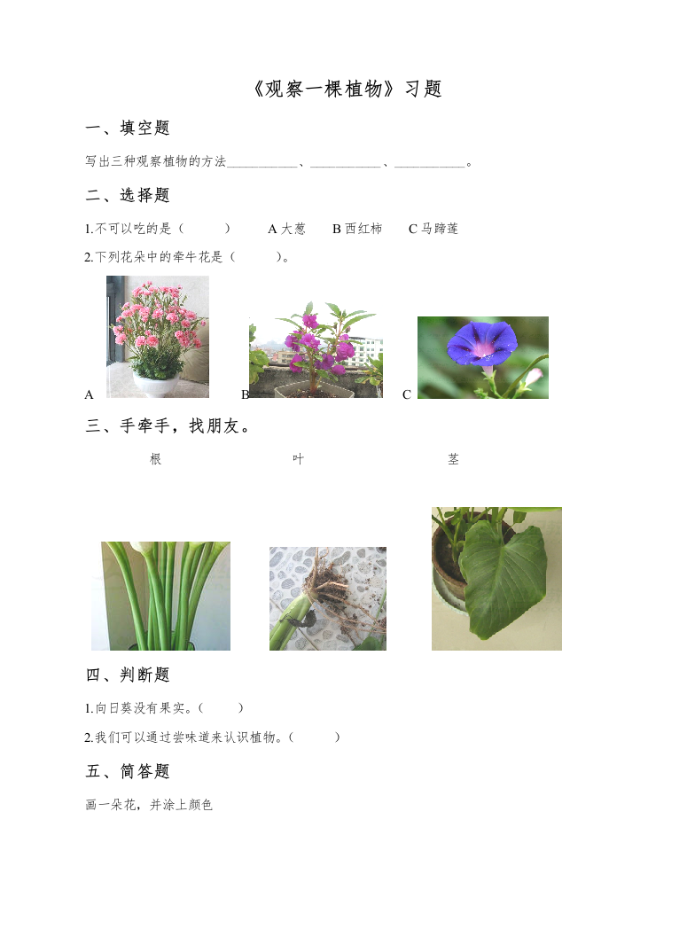 12《观察一棵植物》（练习）