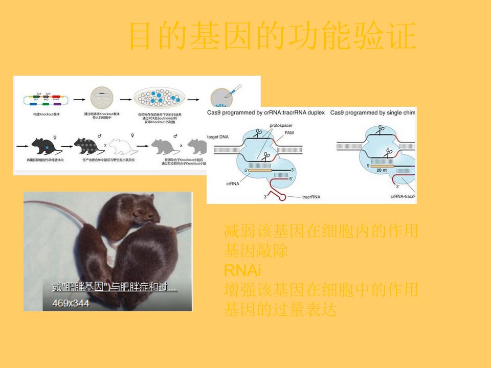 目的基因的功能验证