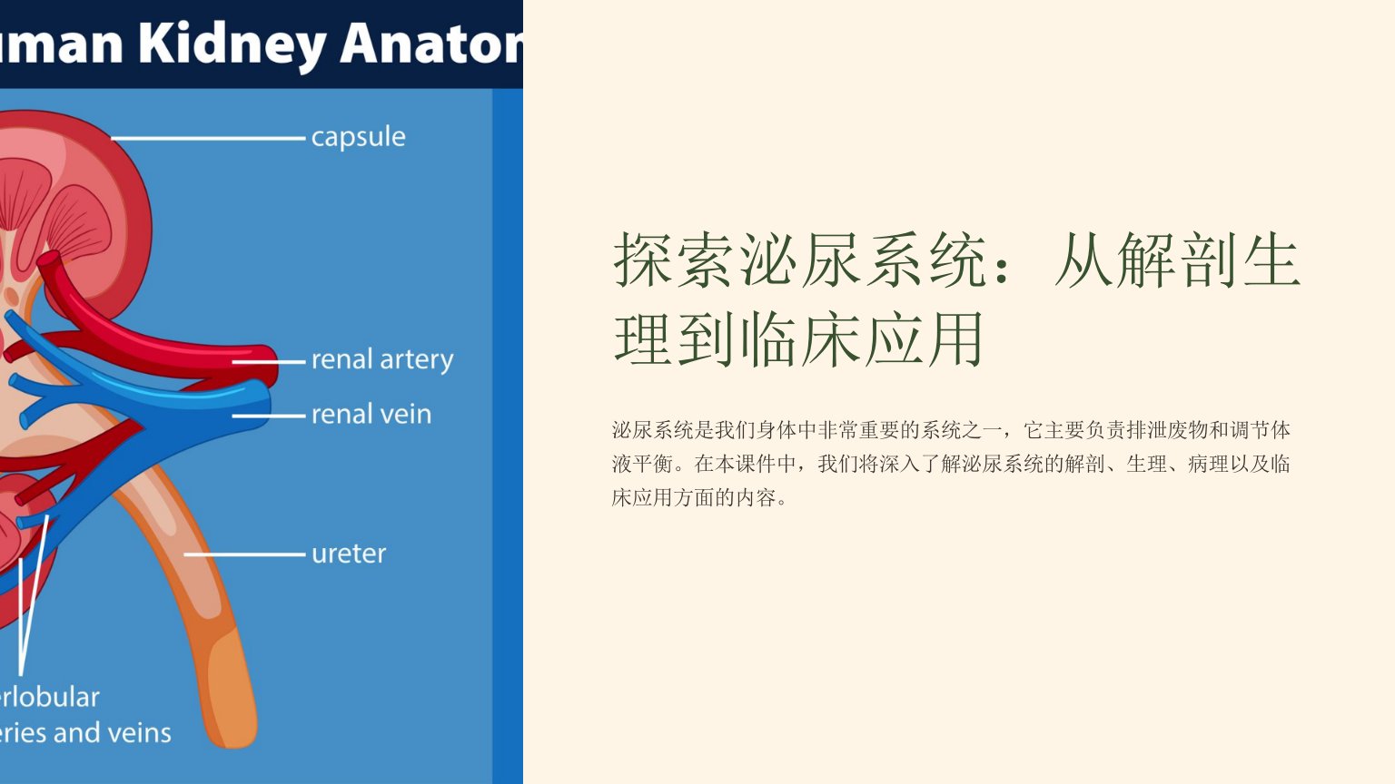 解剖生理课件泌尿系统