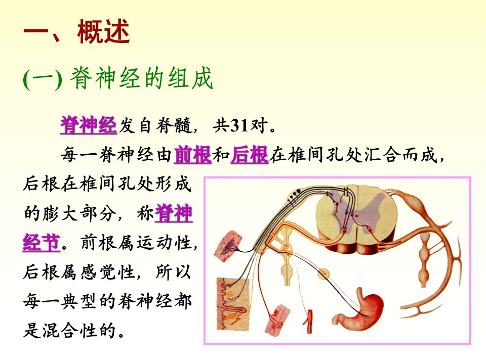 脊柱脊神经专业医学知识宣讲讲义