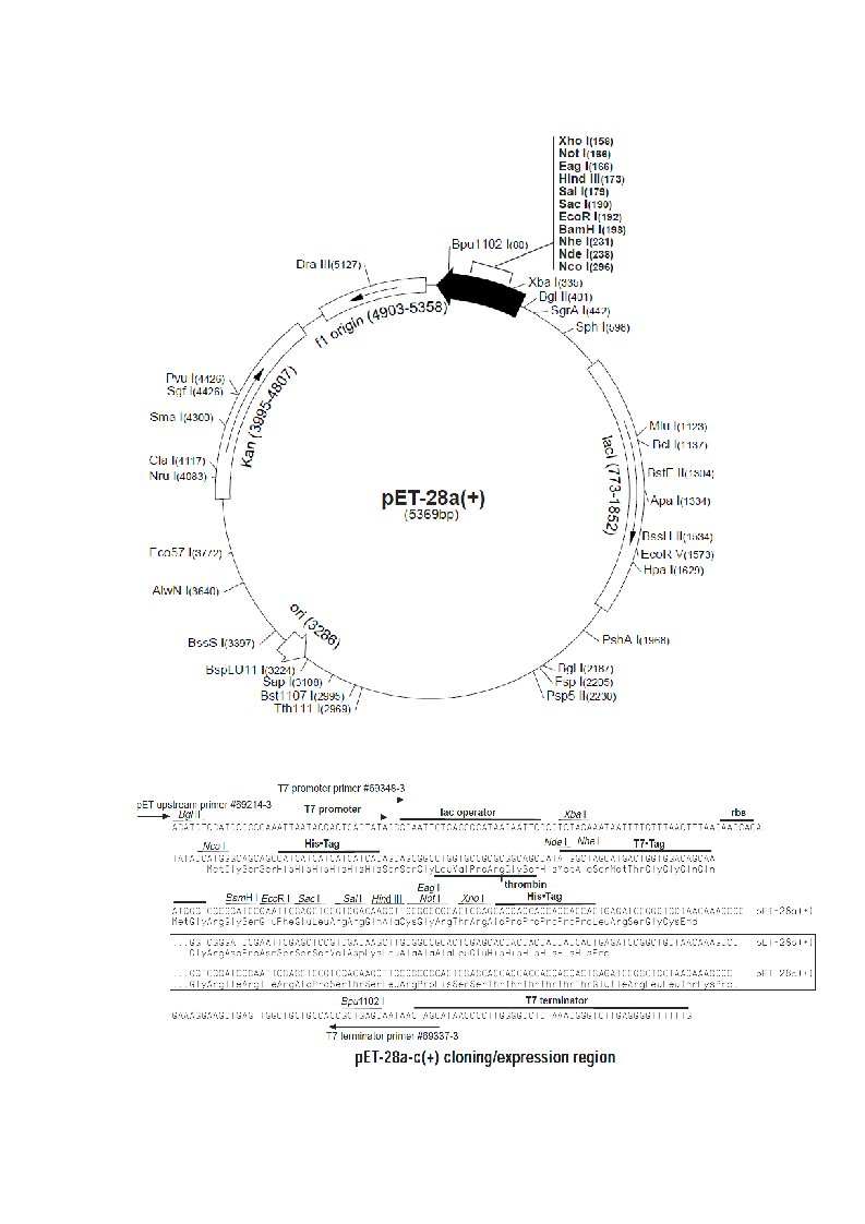 pET28a全序列