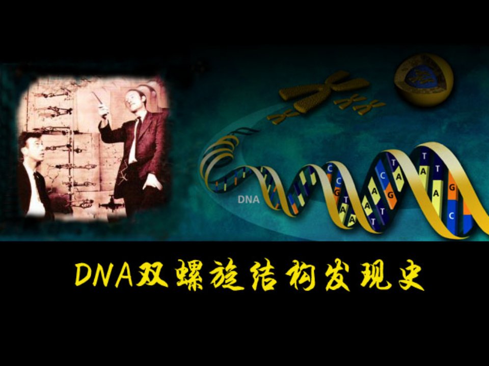 DNA双螺旋结构发现的历史与结构内容