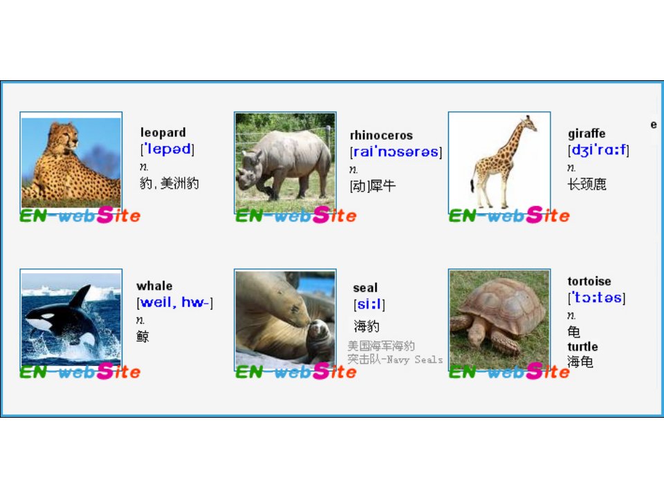 英文单词图文-常见动物英文名称