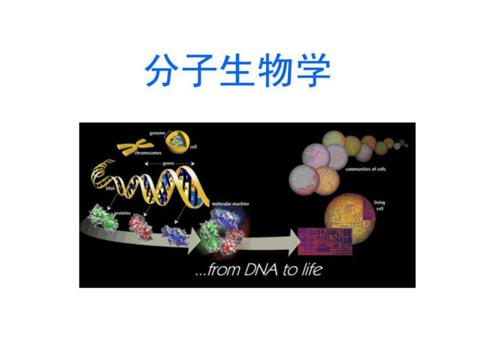 分子生物学绪论