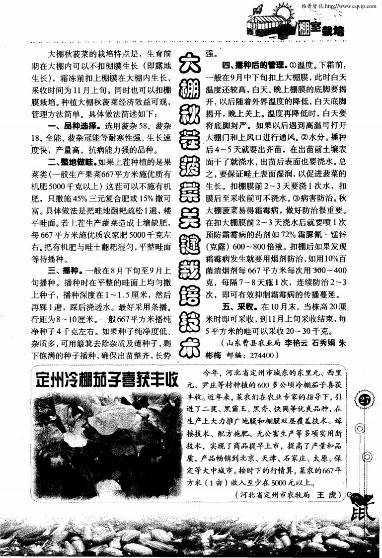 大棚秋茬菠菜关键栽培技术.pdf