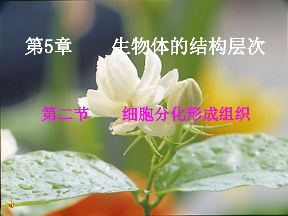 二节细胞分化形成组织