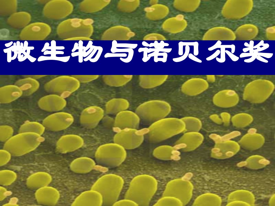 《微生物与诺贝尔奖》PPT课件