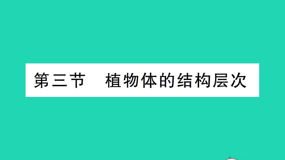 七年级生物上册第二单元第二章第三节植物体的结构层次作业课件新版新人教版