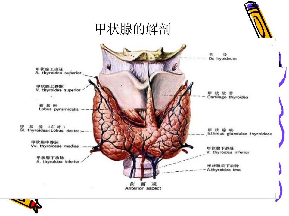 甲状腺癌并发乳糜漏的护理查房