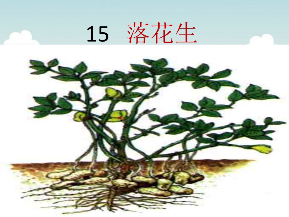 15落花生课件