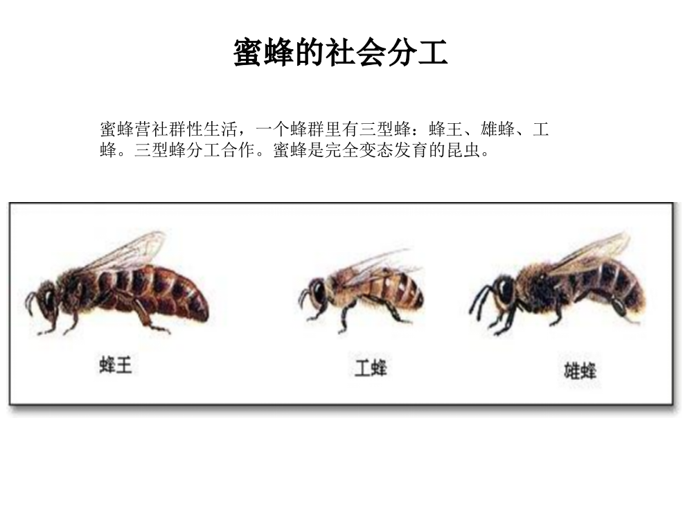 社会分工与生长繁殖交配ppt课件