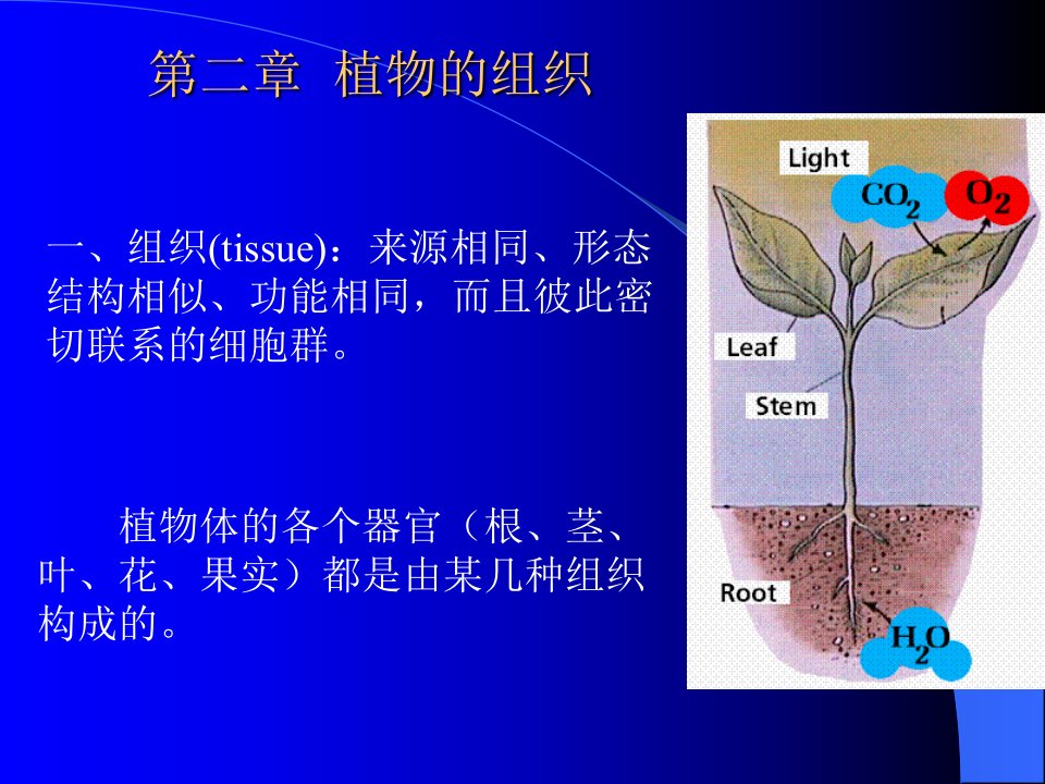 药用植物学组织