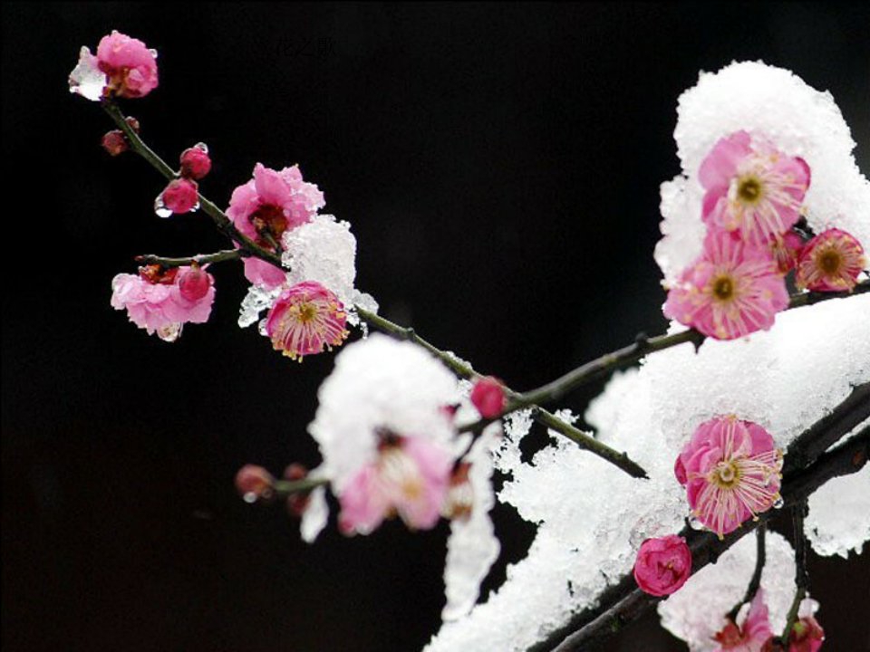 《花之歌》课件