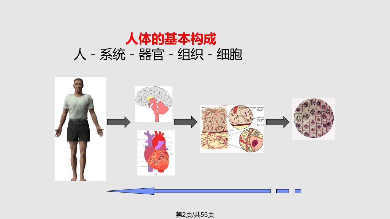 组胚上皮组织