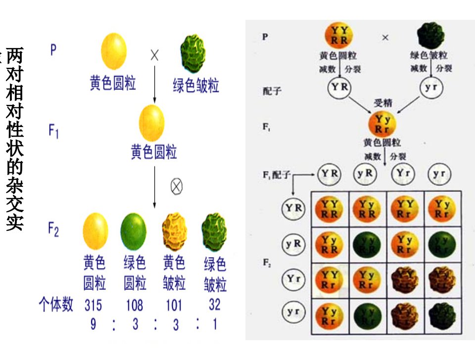 自由组合与性别决定伴性遗传