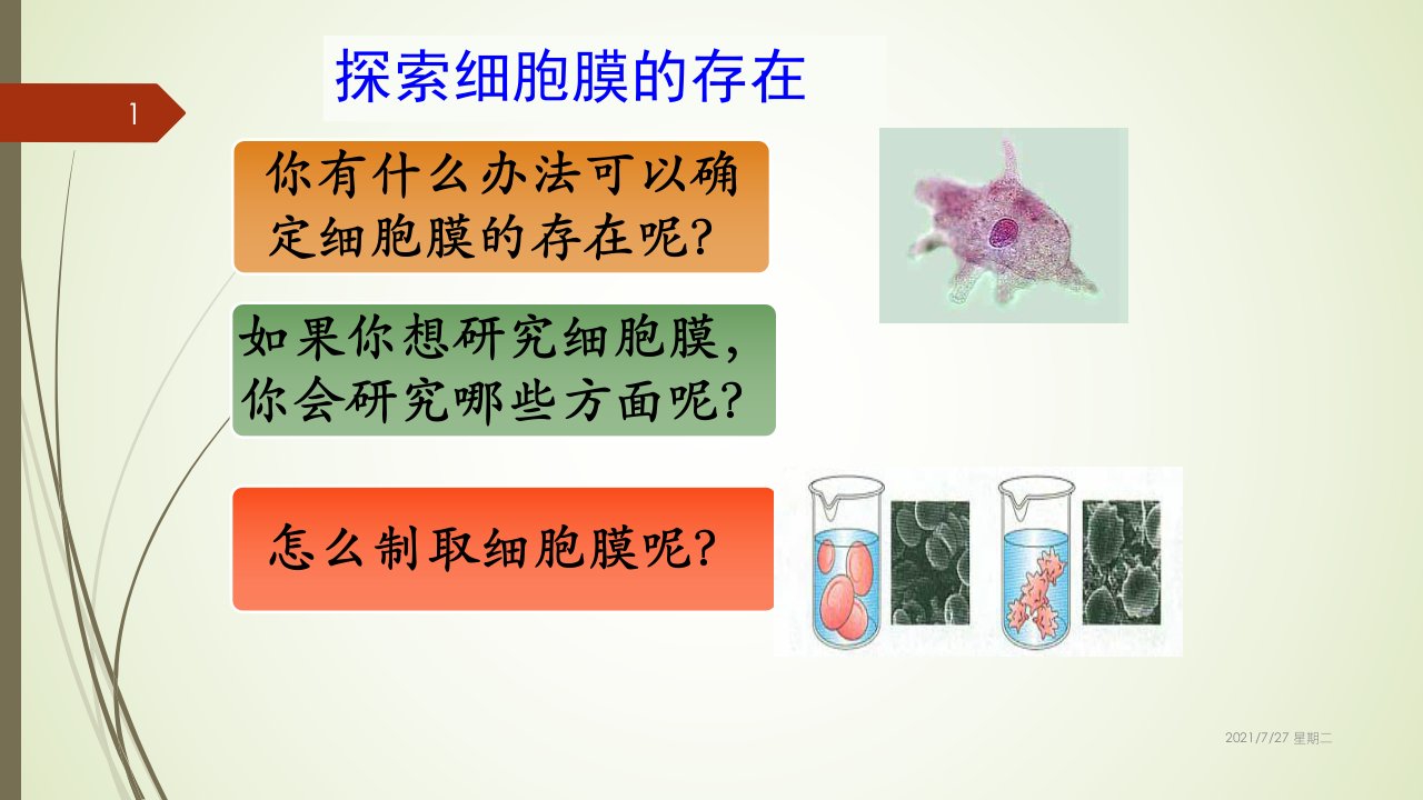 齐鲁医学细胞膜结构的探究