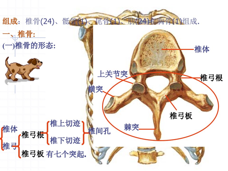 《躯干骨、上肢骨》PPT课件