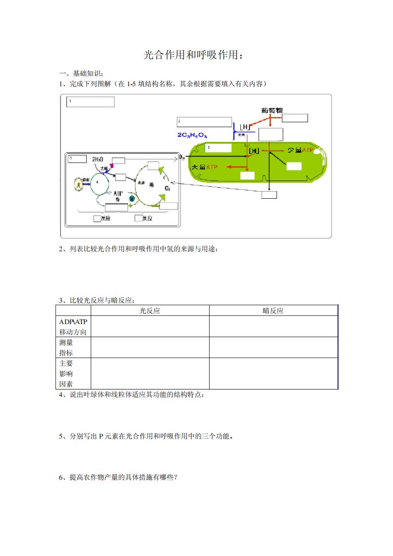 高考生物总复习光合作用与呼吸作用学案