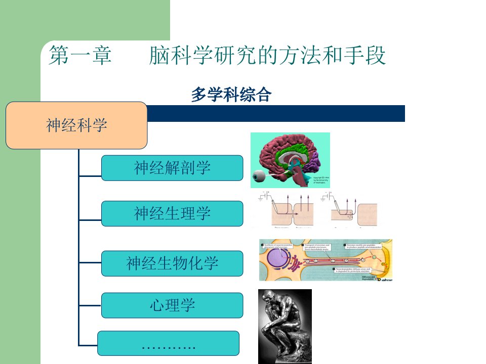 脑科学研究的方法课件