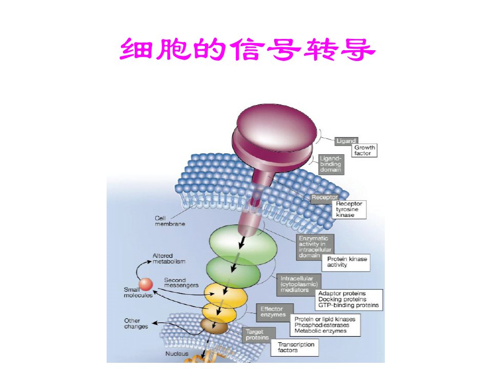 研究生教学细胞信息传递第八节信号转导与医学课件