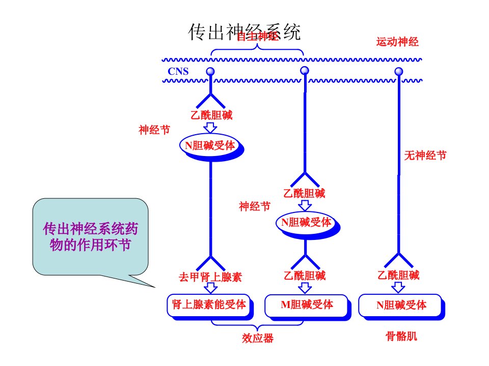 七年级生物神经系统的组成8