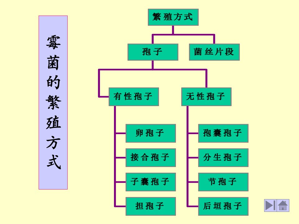 微生物学竞赛辅导霉菌的几种孢子文档资料