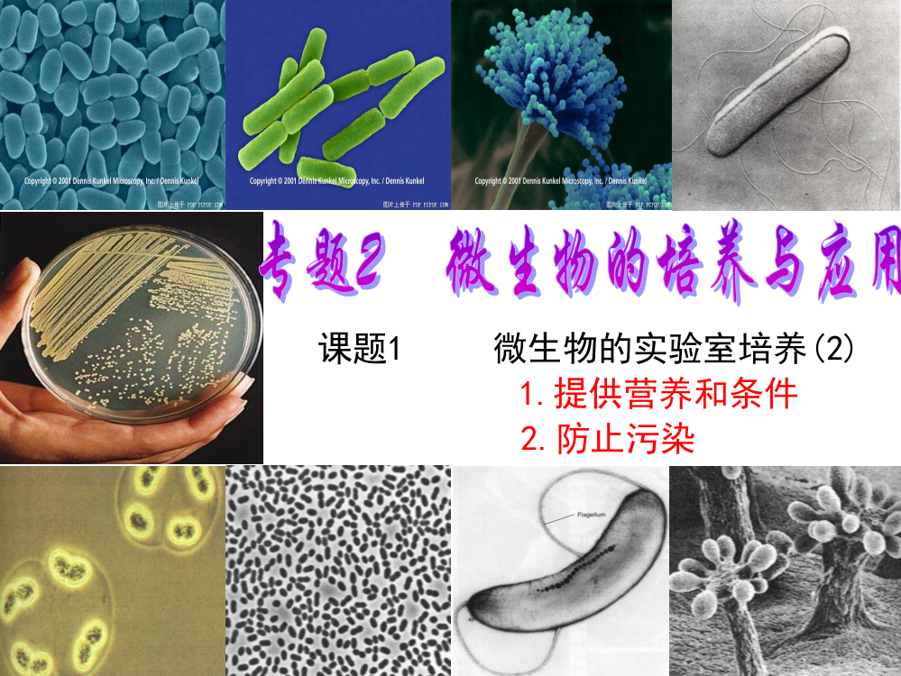 微生物的实验室培养经典版