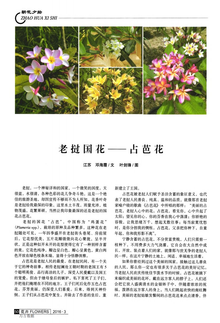 老挝国花——占芭花：The