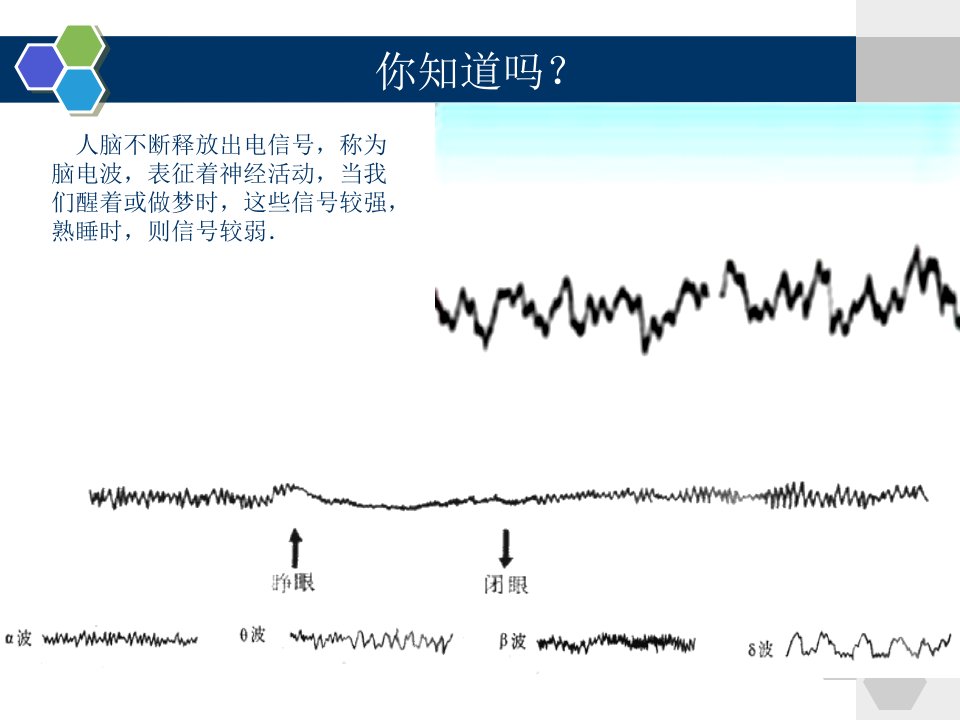 指南]神经系统的结构与功效(第一二课时)