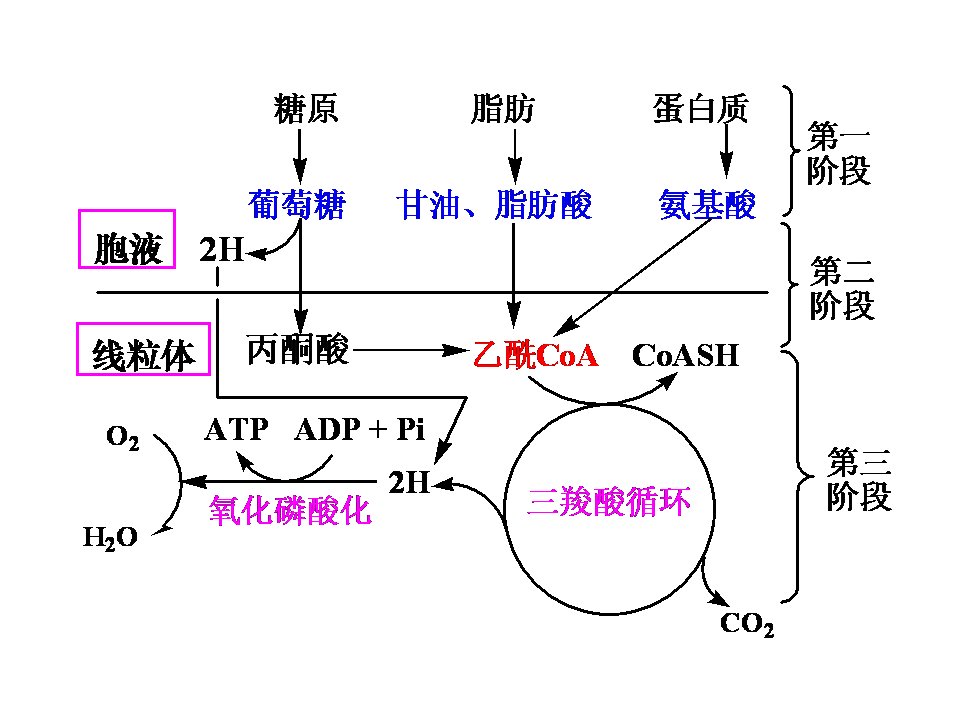 第四章糖代谢-A