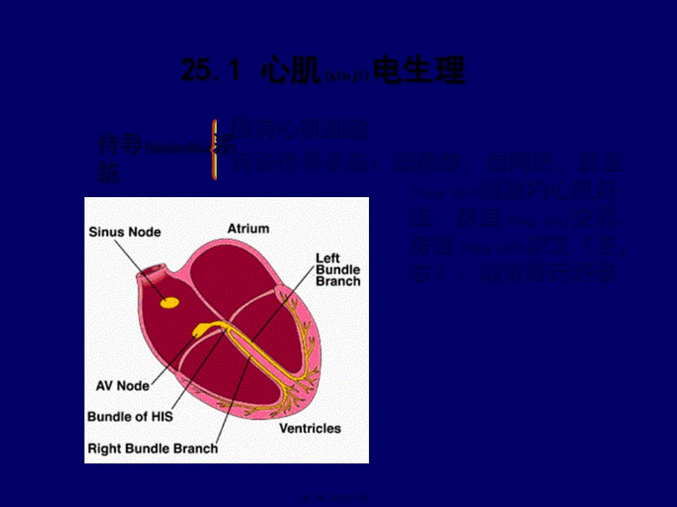 医学专题第25章抗心律失常药