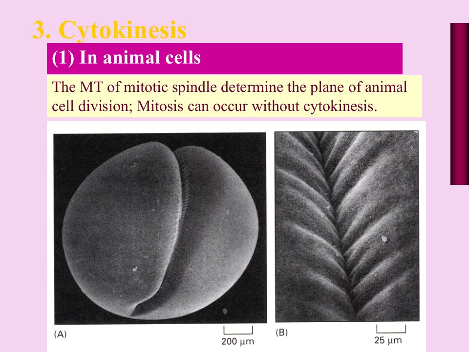 考研资料北京大学细胞生物学第十一章细胞增殖极其调控下ppt课件