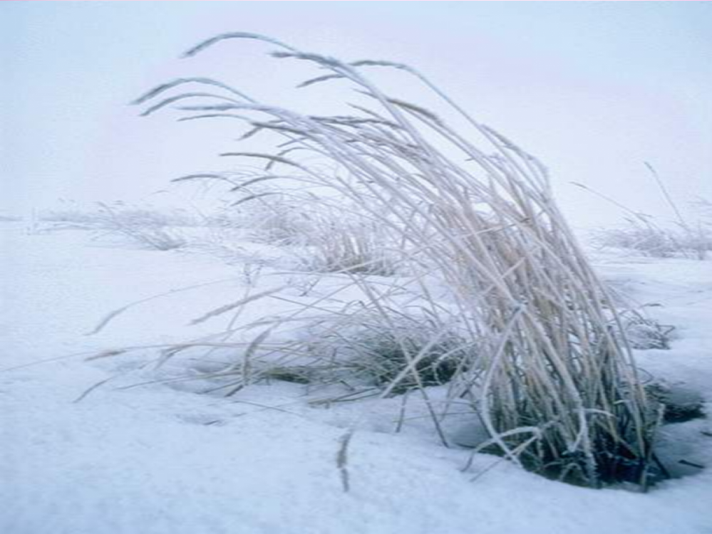 秋一年级语文上册《雪地里的小画家》课件1