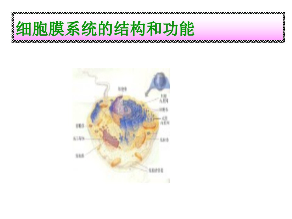 细胞膜系统的结构