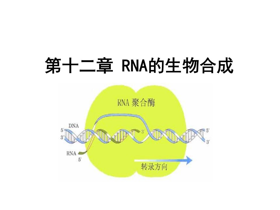 生物化学RNA的生物合成