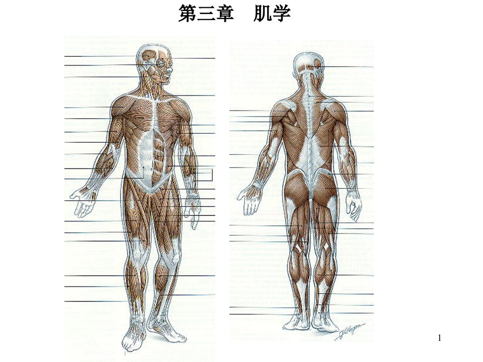 肌学-解剖学教学课件