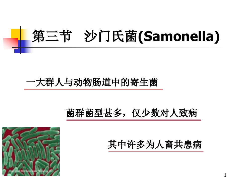 沙门氏菌ppt课件