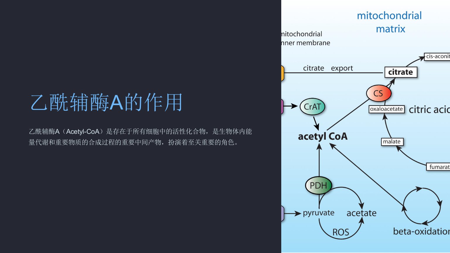 《乙酰辅酶A的作用》课件