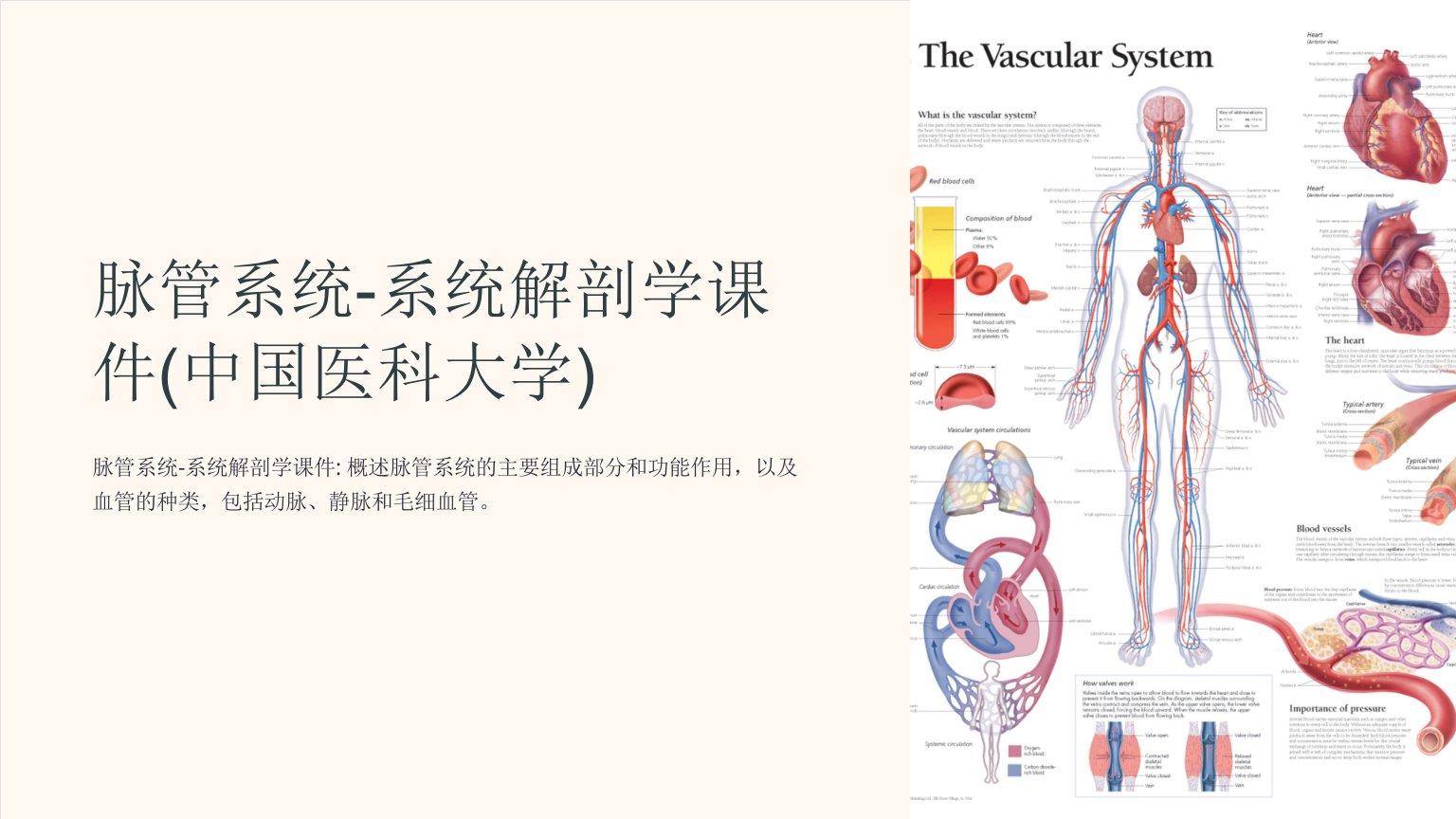 脉管系统-系统解剖学课件(中国医科大学)