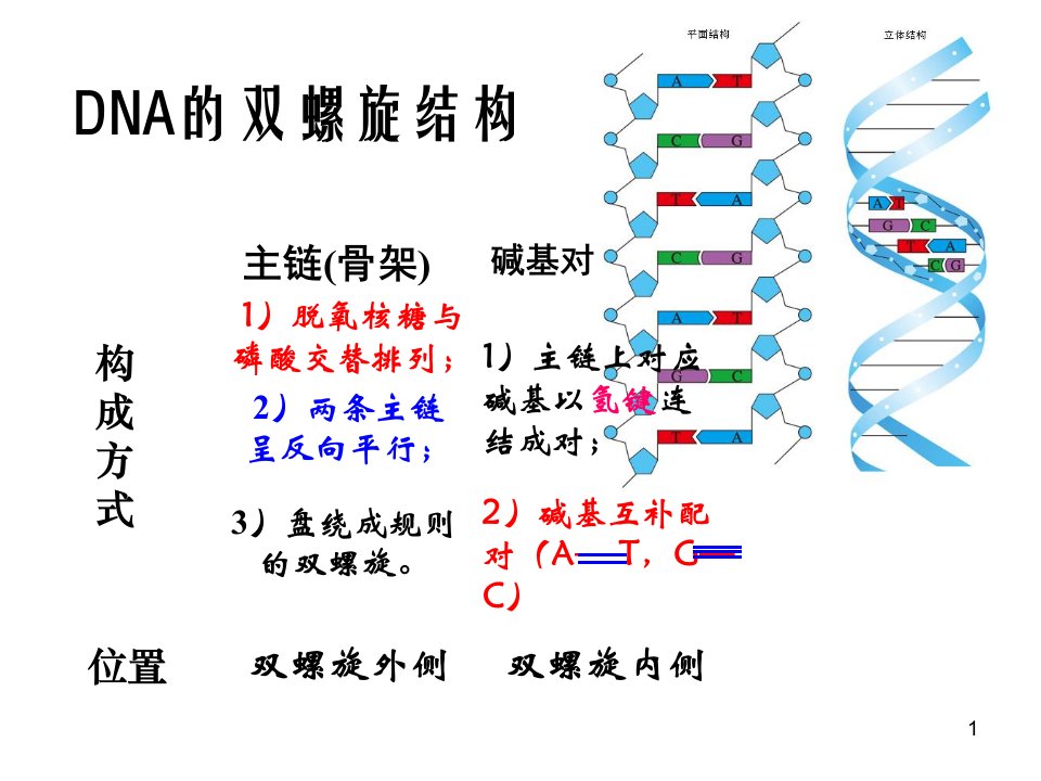 DNA的双螺旋结构