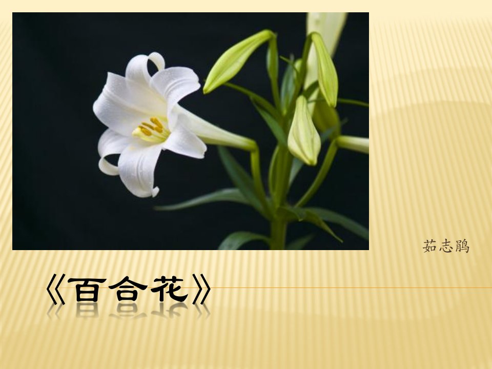 茹志鹃《百合花》课件